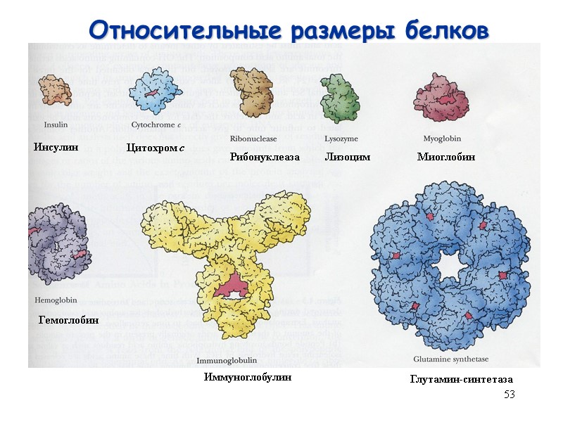 53 Относительные размеры белков Инсулин Глутамин-синтетаза Иммуноглобулин Гемоглобин Миоглобин Лизоцим Рибонуклеаза Цитохром с